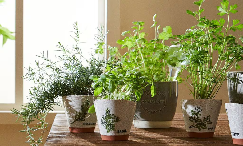 Las mejores aromáticas para cultivar en verano. (HOLA)..png