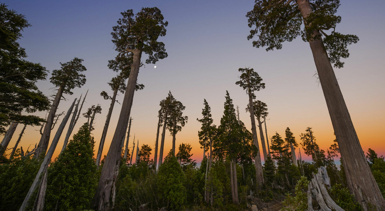Los alerces. (reforestemos.org)..png