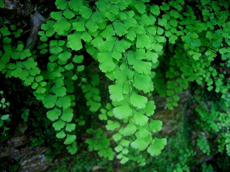 Quizá la planta más prehistórica sea el helecho. (pinterest.es)..jpg