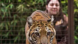 El último rugido de Flora: la tigresa que escapó del maltrato, pero no de sus consecuencias El último rugido de Flora: la tigresa que escapó del maltrato, pero no de sus consecuencias