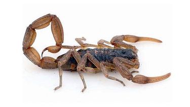 ALACRÁN. Los insectos son comunes en la zona durante el verano..