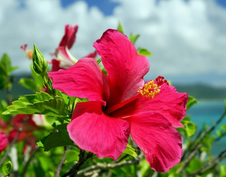 Hibiscus, flores de otoño. (graciasnaturaleza.com)..webp