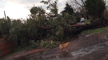 VIENTO. Ráfagas de 60 kilómetro por hora provocaron la caída de árboles.
