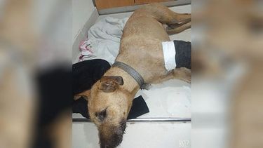 “Busco a sus dueños. Encontré en Ruta 8km 48/39 Pilar (Loreal/Las Marias) atropellado, ya fue asistido. Tamaño grande, barbincho, con collar. Difundir.” JuaniSDestellos @capiciyarolace.