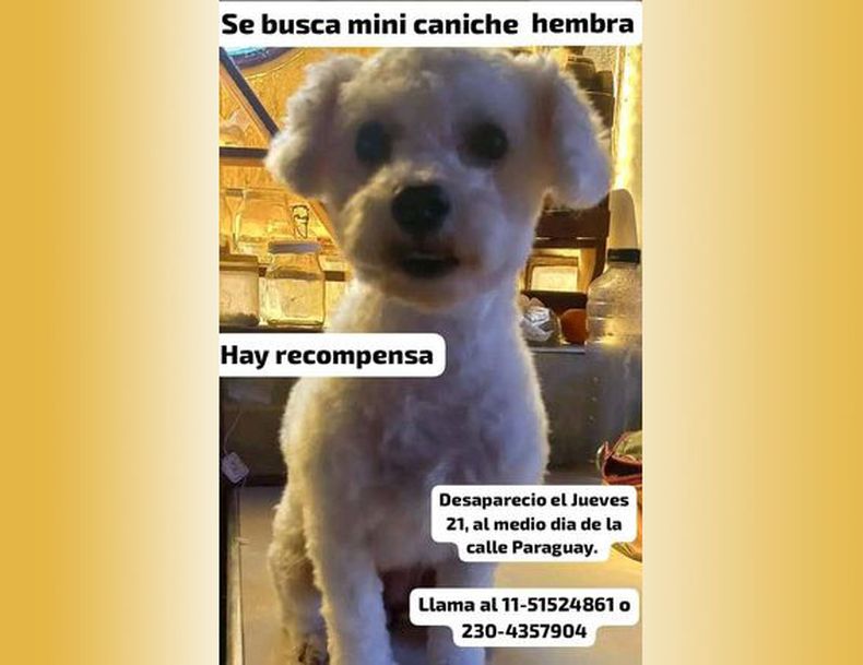 A mi perrita Meme me la llevaron de la calle Paraguay, barrio Agustoni. Nesesitamos que aparezca y es un buen lugar para que publiquen ya que mucha gente puede verla. Ayelen Alegre.