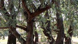 Día Internacional de los Bosques