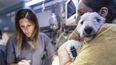 MEJORES AMIGOS. Los descuentos en veterinarias se renuevan todas las semanas.