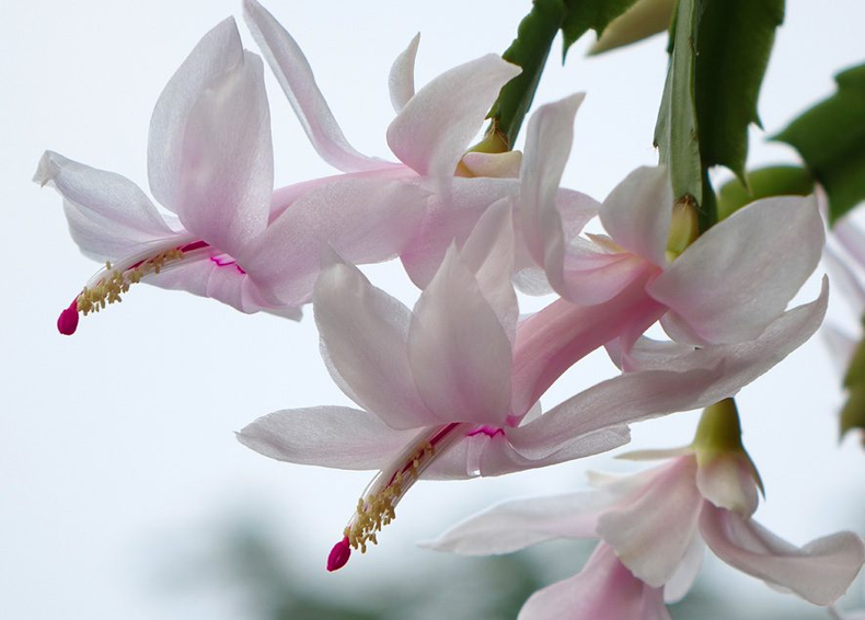 Bellas flores. (portaljardin.com)..png