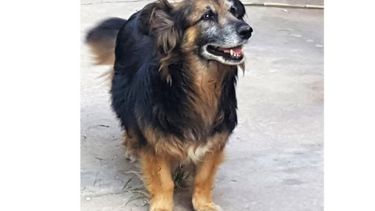 MASCOTA. Peti y otros 16 perros buscan un nuevo hogar. .