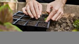 ¿Qué plantar en noviembre en la huerta y el jardín?