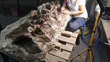 Descubren en la Patagonia un nuevo dinosaurio gigante del Jurásico: Bicharracosaurus dionidei Descubren en la Patagonia un nuevo dinosaurio gigante del Jurásico: Bicharracosaurus dionidei