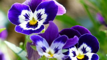 Un mundo de colores en tu jardín en invierno
