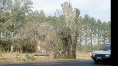 Así quedaron los árboles talados por Edenor. Prometió reponerlos..