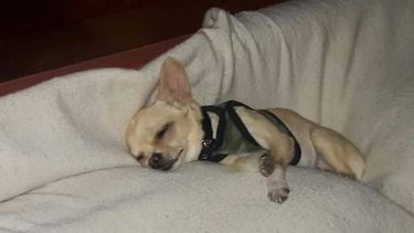 Buscan a chihuahua