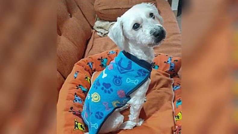 Ayer al mediodía (por el viernes) se me escapó la perra. Fue Goleta Sarandí 1256. Se llama Flopy y jamás salió a la calle. Yo soy sola, vivo con mis dos hijos y estamos desesperados llorando. Es muy importante encontrarla, ella es una más de nuestra pequeña familia. Mi teléfono es 1560079462. Zulma..