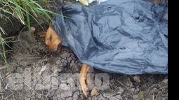 Días atrás, aparecieron 15 perros muertos. Se confirmó, por envenenamiento..