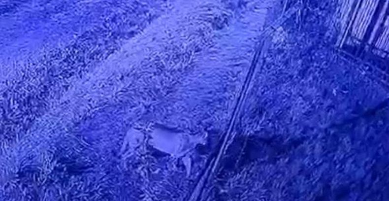 El puma fue divisado en las inmediaciones de Pilar del Este.