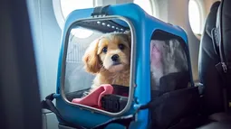 Trenes Argentinos habilitó la venta de pasajes para junio: cómo viajar con mascotas Trenes Argentinos habilitó la venta de pasajes para junio: cómo viajar con mascotas