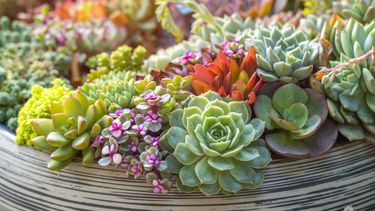 el significado de las suculentas en el feng shui