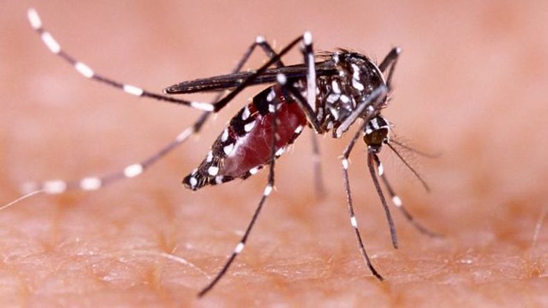 Según reza el último Boletín Epidemiológico Nacional, del total de muertes por dengue, 32 se contabilizaron en los últimos siete días.