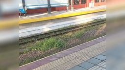 Vieron el jardín que está dejando crecer Ferrovías? Carolina Ruiz Barbás..