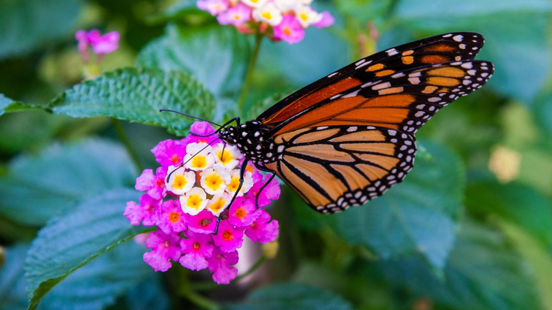 Lantana cámara. (hogarmania.com)..png
