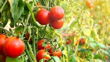 como optimizar el cultivo de tomates utilizando te de compost