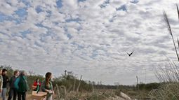 A VOLAR. Momento en que liberan una de las aves..