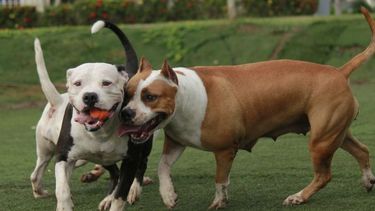 Protectoras, contra la colocación de chips a perros de razas peligrosas