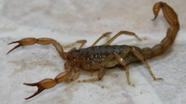 Preocupación por falta de antídotos contra alacranes en el distrito
