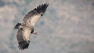 ¿cual es el ave con el vuelo mas alto?