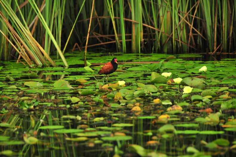 Los Esteros del Iberá son un paraíso de la vida silvestre. (hotelesen.net)..jpg