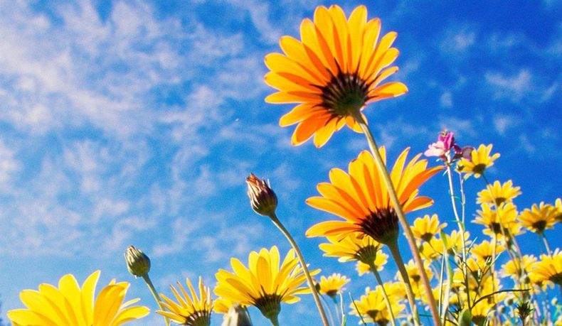 Las 7 flores de primavera más elegidas. (katazu.com)..jpg