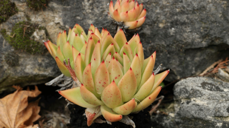 f800x450 118332_169778_5050.png