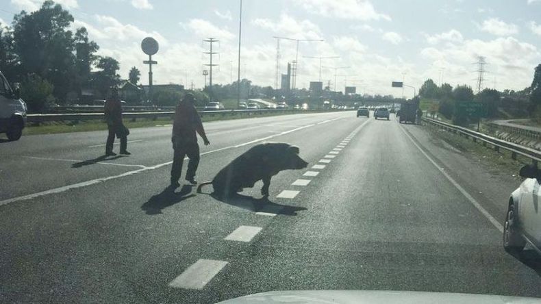 CHANCHO VA. El porcino, en plena autopista..