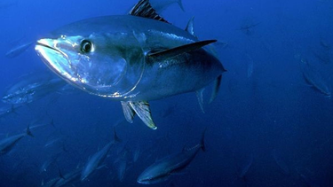 El 2 de mayo se celebra el Día Mundial del Atún, una especie que está sometida a una sobrepesca por su valor nutritivo y económico