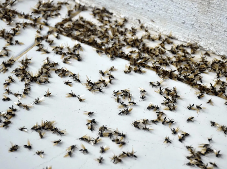 La invasión de hormigas voladoras se explica con el inicio de la época de apareamiento de estos insectos.&nbsp;