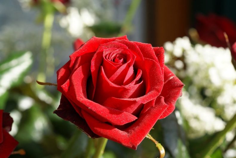 Para Aries la flor perfecta es la rosa roja. (portalrosas.com)..jpg