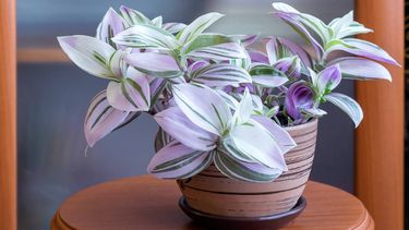 plantas para la pascua: tradescantia o amor de hombre
