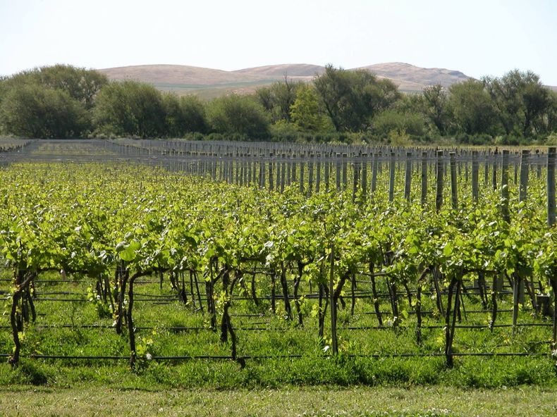 Bodegas Myl Colores. (www.semanarioextra.com.ar)..jpg