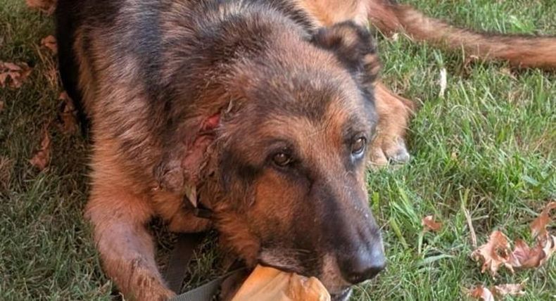El perro fue rescatado por los vecinos, que lo bautizaron como Rodrigo de Paul.