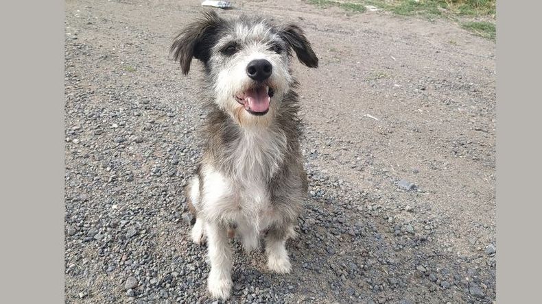 Recién (por ayer) pasé en bici y vi esta perrita en el puente de Paseo Pilar, cerca de Kansas! Súper dulce, quizás alguien la está buscando! Sil Solorza Perros Perdidos Pilar y Zona Norte P.P.P..