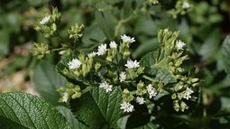Endulza tu huerta: cultiva Stevia