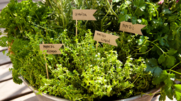 Plantas aromáticas adecuadas para el invierno
