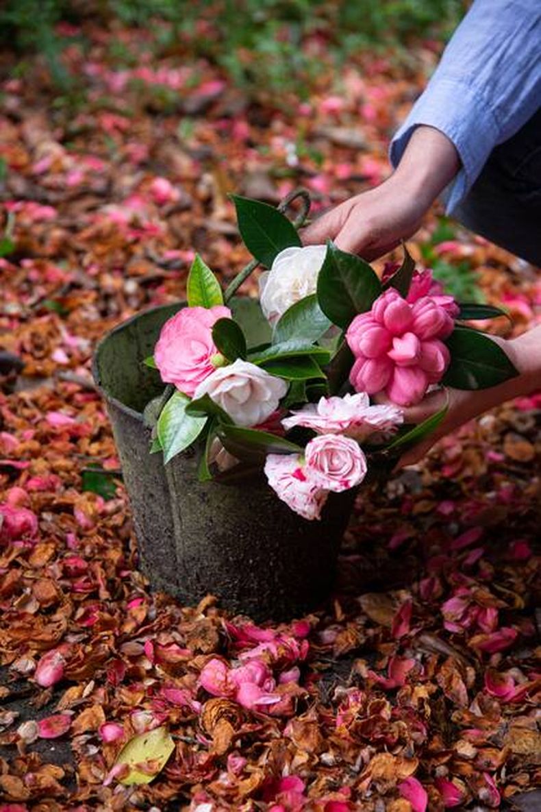 Las flores que se animan al invierno y lo llenan de color. (LN)..jpg