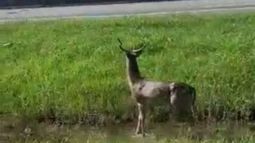 Y en el Día del Animal, apareció un ciervo en Ruta 8 / VIDEO