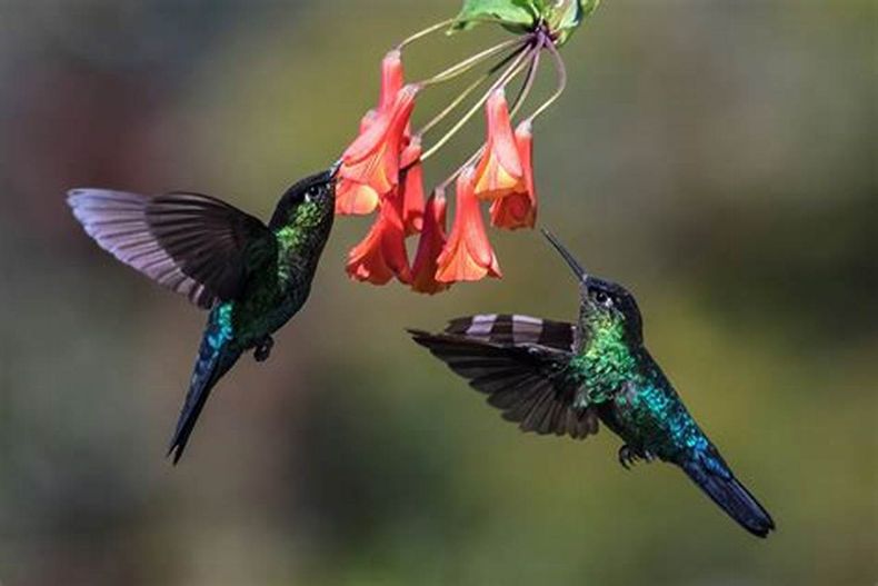 Los colibríes, una maravilla de la naturaleza americana. (zoom.me)..jpg