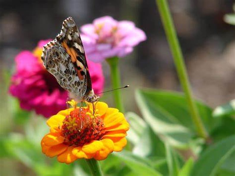 Crear nuestro propio jardín y atraer a las mariposas. (Twitter.com)..jpg