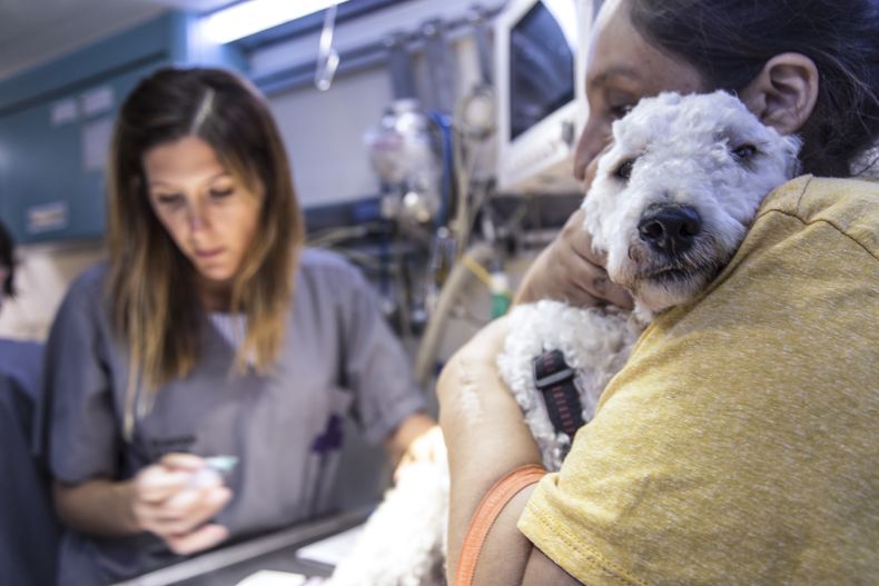 MEJORES AMIGOS. Los descuentos en veterinarias se renuevan todas las semanas.