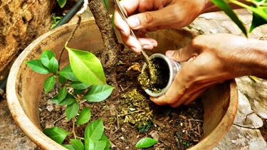 ¿esta bien arrojar la yerba mate sobre las plantas?